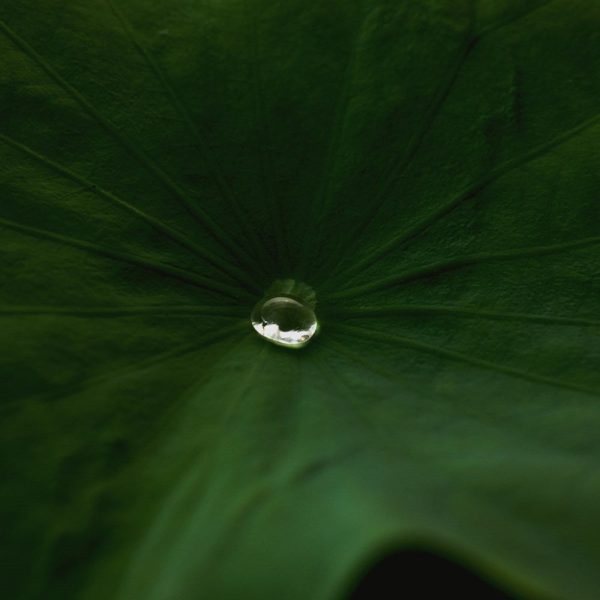 Lotus Purifying PHA Mist Online Sale - Image 2