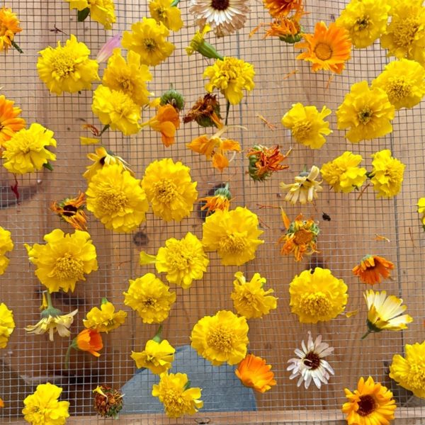 Organic Edible Flower Mix Hot on Sale - Image 4